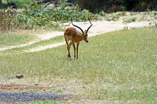 Impala ceylan — Stok fotoğraf