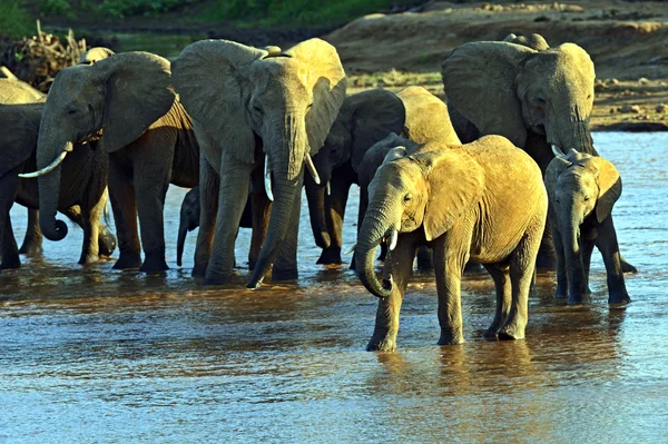 Elefante — Fotografia de Stock