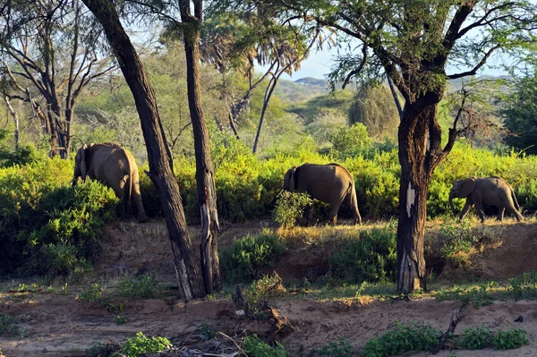 Elefant — Stockfoto