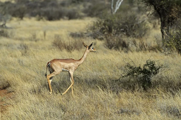 Gazelle Gerenuk — Stock Photo, Image