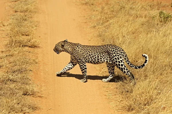 Leopardo — Foto de Stock