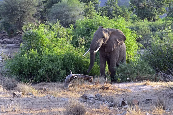 Olifant — Stockfoto