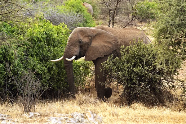 Elephant — Stock Photo, Image