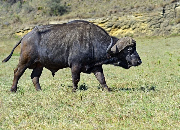 Buffalo — Stock Photo, Image