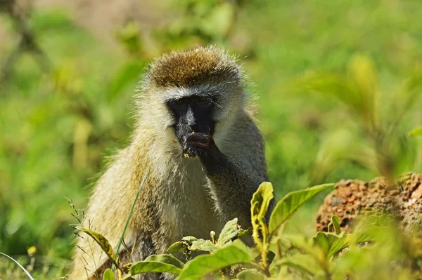 Vervet Monkey — Stock Photo, Image