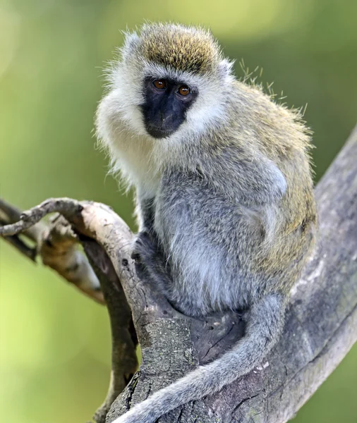 Grüner Affe — Stockfoto