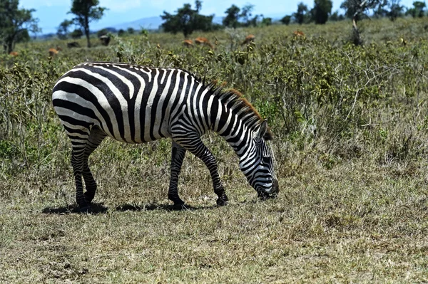 Zebra — Zdjęcie stockowe