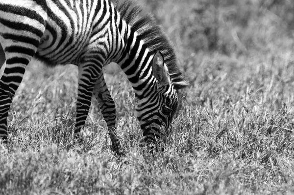 Zebra — Stockfoto