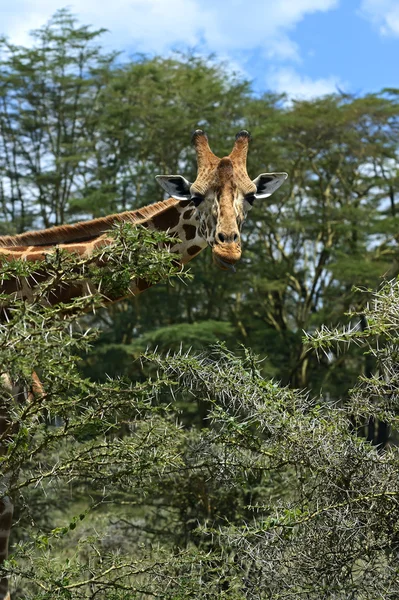 Girafa — Fotografia de Stock