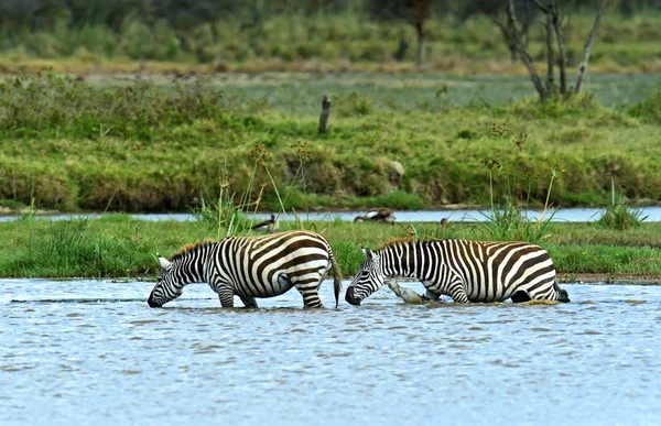 Zebra — Stock Photo, Image