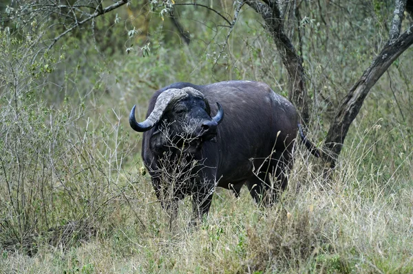 Büffel — Stockfoto