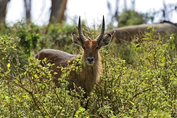 Waterbuck — Foto Stock