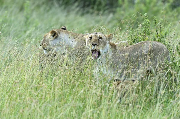 Lion — Stock Photo, Image