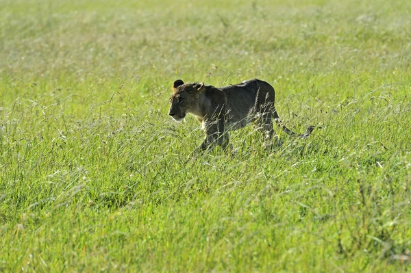 León. — Foto de Stock