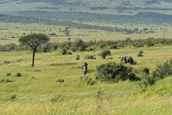 Elefanti africani — Foto Stock