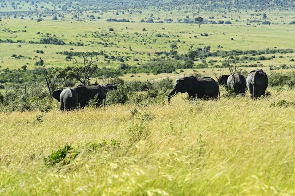 Afrikanska elefanter — Stockfoto