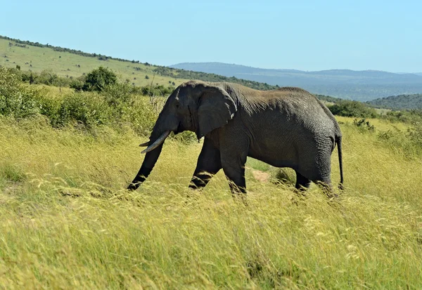 Afrikaanse olifanten — Stockfoto