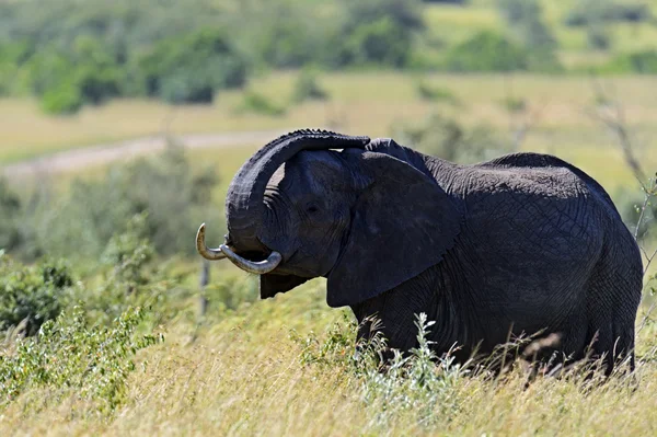 African elephants — Stock Photo, Image