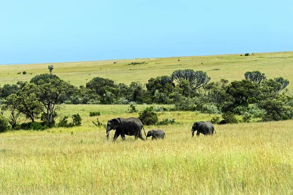 Elefantes africanos — Foto de Stock