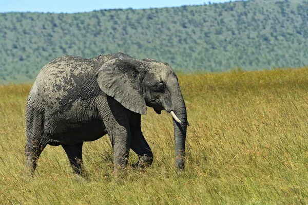 Elefante — Foto Stock