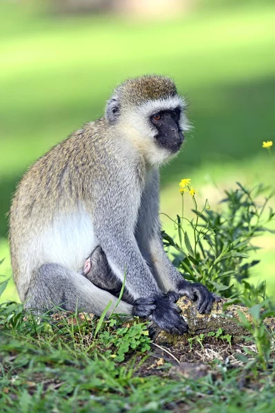 Vervet maymunu — Stok fotoğraf