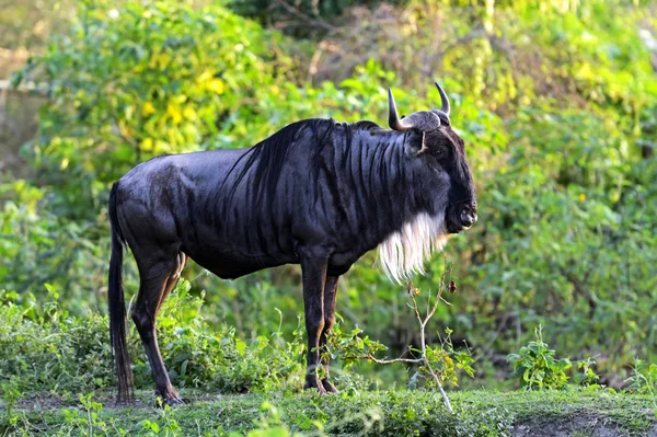 Afrikansk antilop GNU — Stockfoto