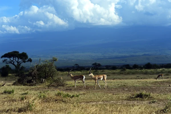 Grant 's Gazelle — стоковое фото