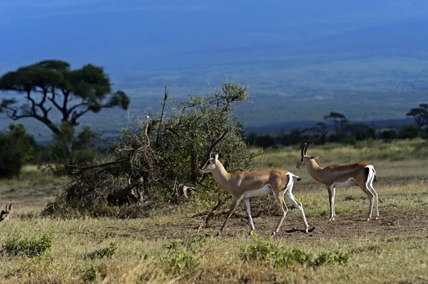 Grant 's Gazelle — стоковое фото