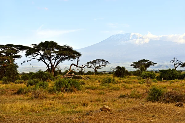 Afrikaanse savanne-landschap — Stockfoto