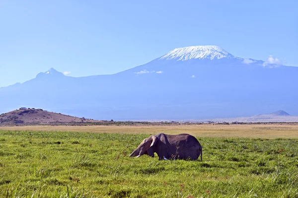 Elefante —  Fotos de Stock