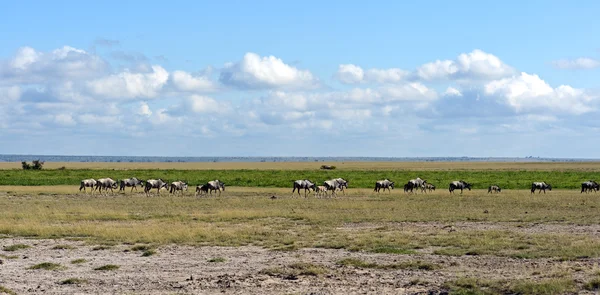 Gnuer — Stockfoto