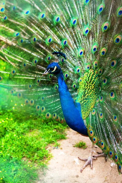 Pfau — Stockfoto