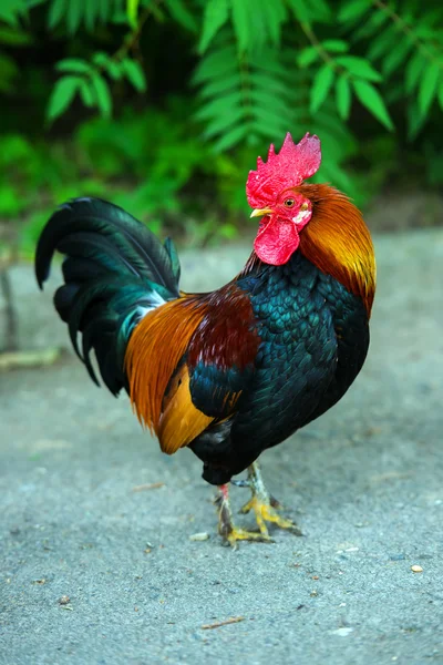 Rooster — Stock Photo, Image