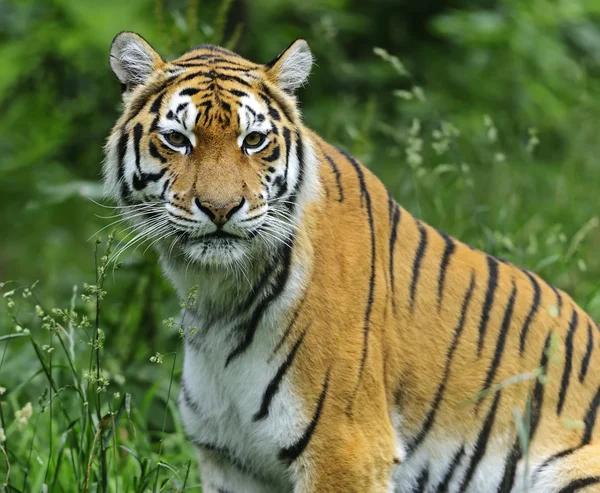 Planet animals planet tigers Stock Photos, Royalty Free Planet animals planet tigers Images | Depositphotos Planet animals planet tigers Stock Photos, Royalty Free Planet animals planet tigers Images | Depositphotos