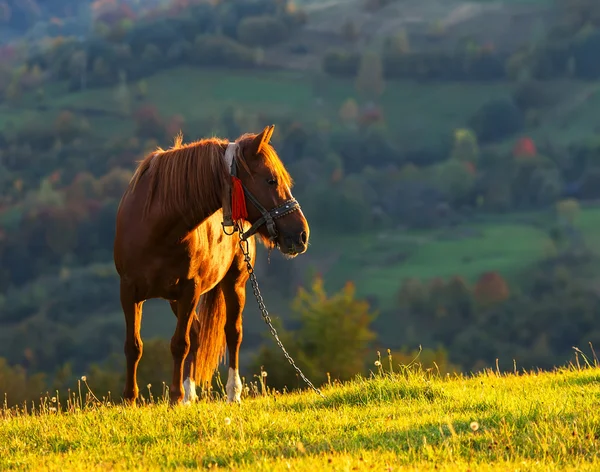 Caballo — Foto de Stock