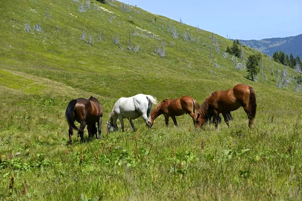 Pferd — Stockfoto