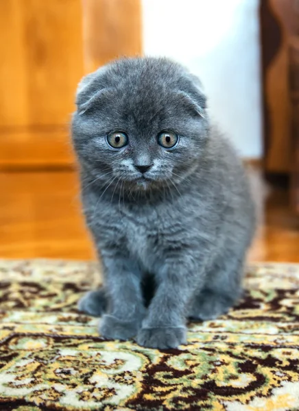 Scottish cat — Stock Photo, Image