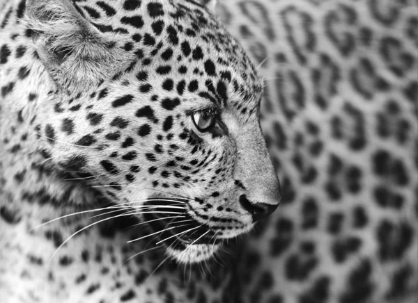 Leopard — Stockfoto