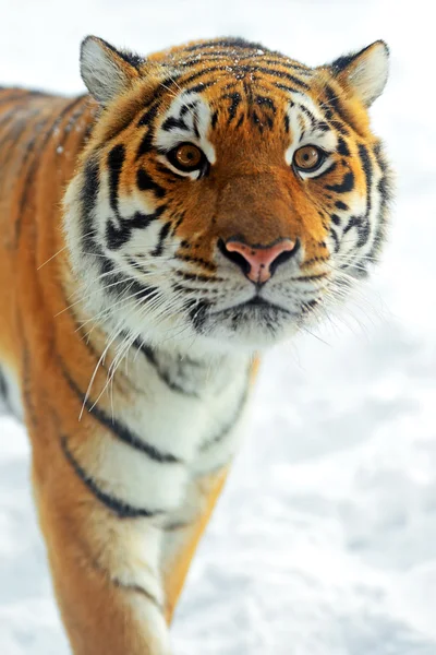 Amur kaplanı — Stok fotoğraf