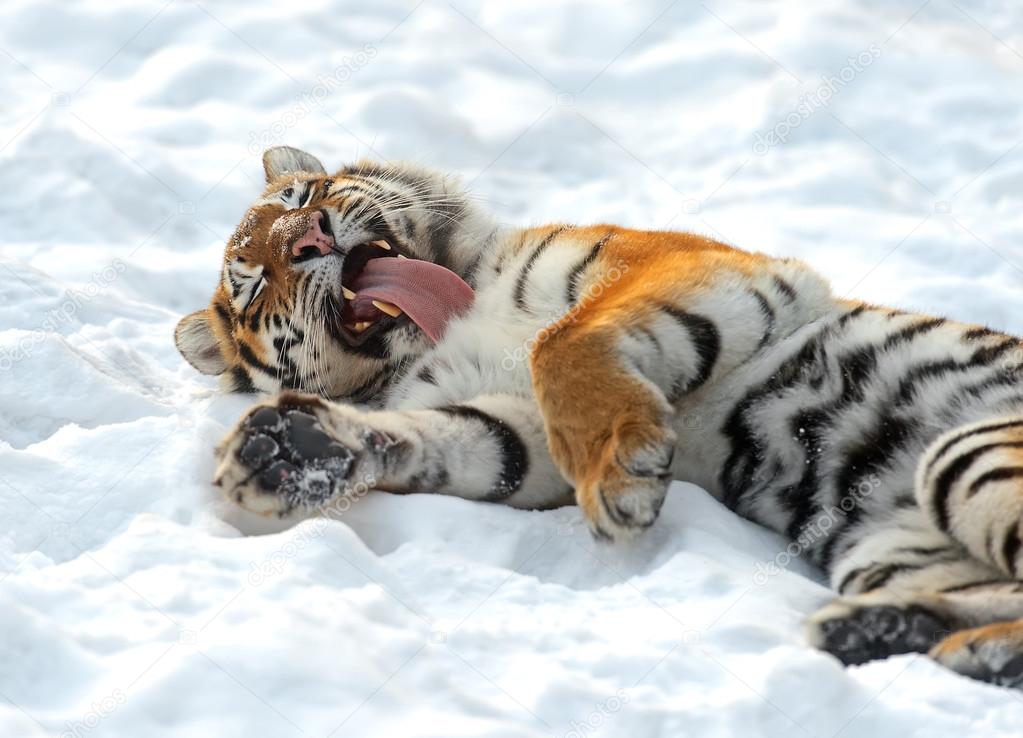 Amur Tiger