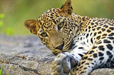 leopar