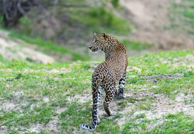 leopar