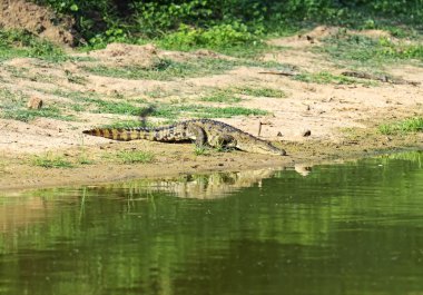 Crocodile  clipart