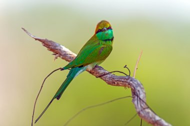 Arı kuşugiller vahşi Sri Lanka Adası