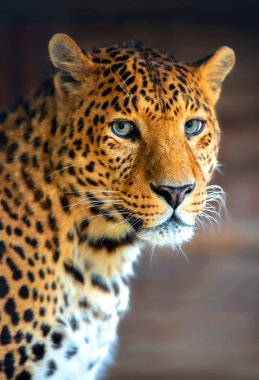 leopar 