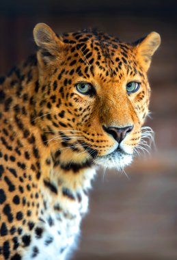 Leopard  clipart