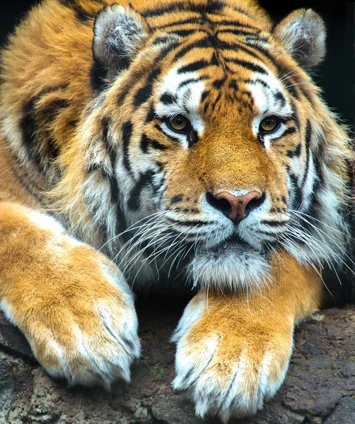 Tiger — Stock Photo, Image