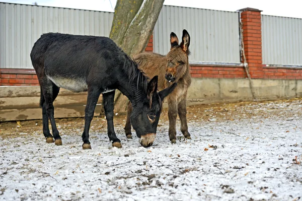 Retrato de un burro bebé —  Fotos de Stock