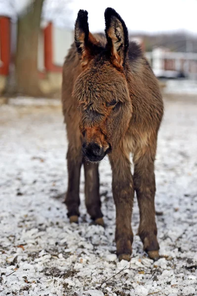 Retrato de un burro bebé — Foto de Stock