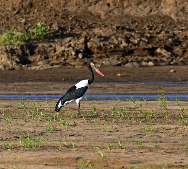 Gelbschnabelstorch — Stockfoto